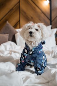Pet Pajama Party